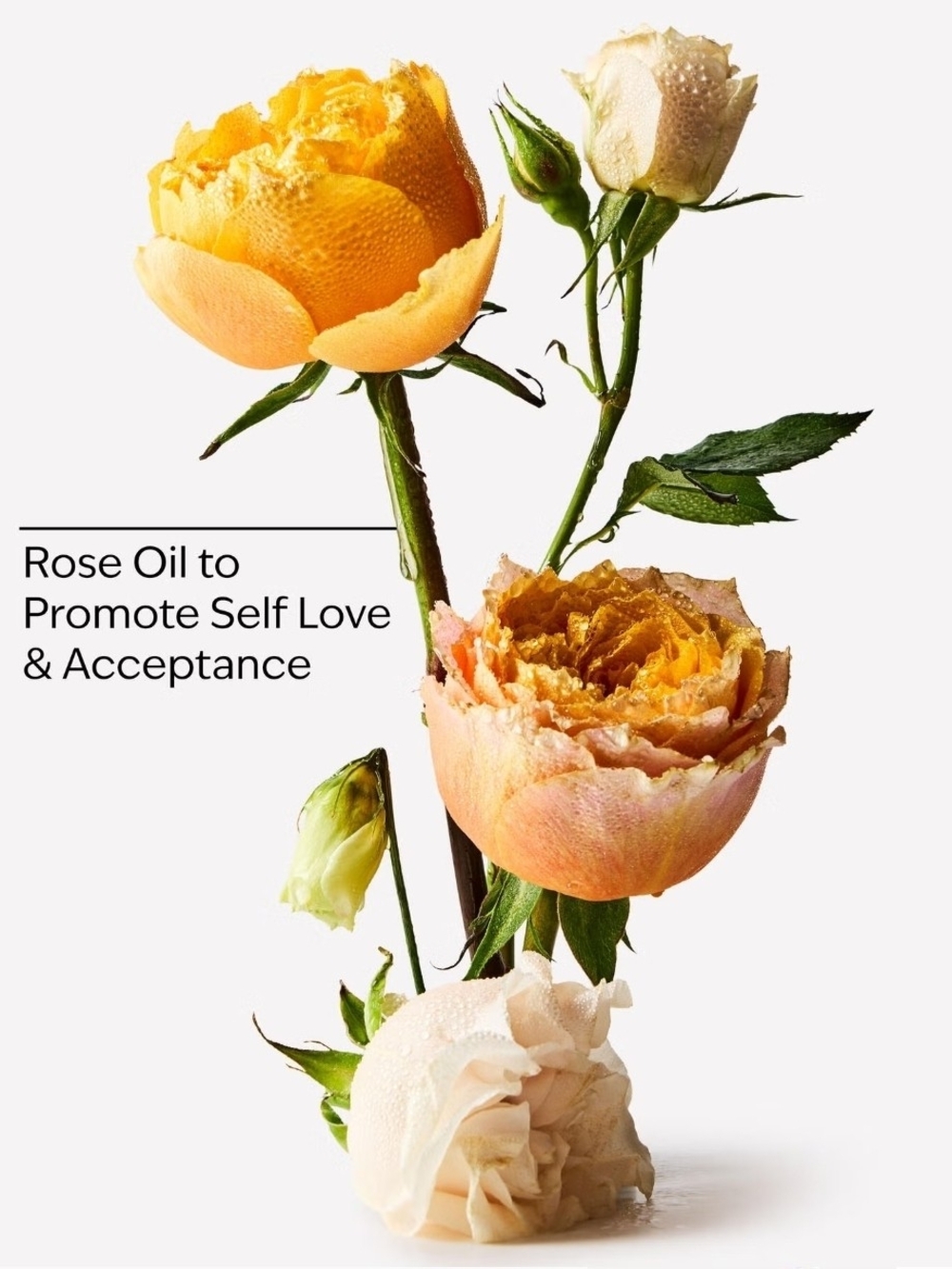 Bath & Body Works Heirloom Rose Lotion - Rose Pink with Gold Pump - Picture 3 of 3